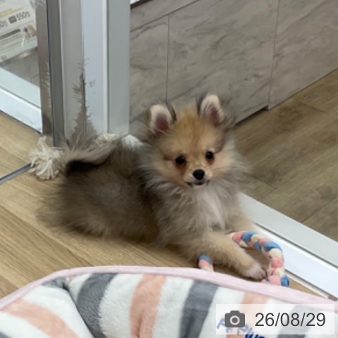 福岡県のポメラニアン (ペットプラス 春日店/2026年6月11日生まれ/女の子/ウルフセーブル)の子犬の3枚目の画像