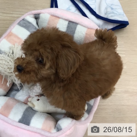 沖縄県のトイプードル(トイ) (ペットプラス 南風原店/2026年6月9日生まれ/男の子/レッド)の子犬の4枚目の画像
