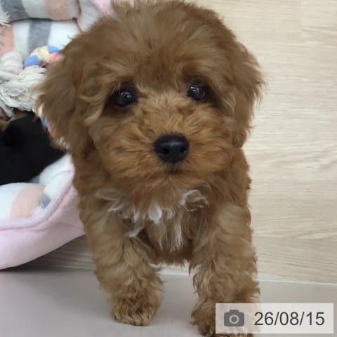 沖縄県のトイプードル(トイ) (ペットプラス 南風原店/2026年6月9日生まれ/男の子/レッド)の子犬の3枚目の画像