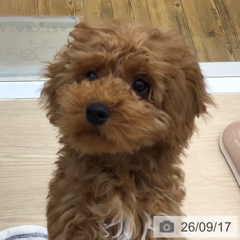 沖縄県のトイプードル(トイ) (ペットプラス 南風原店/2026年6月9日生まれ/男の子/レッド)の子犬の3枚目の画像