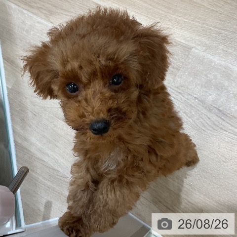 福岡県のトイプードル(トイ) (ペットプラス 香椎浜店/2026年6月9日生まれ/男の子/レッド)の子犬の3枚目の画像