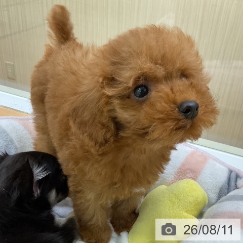 福岡県のトイプードル(トイ) (ペットプラス 福岡店/2026年6月9日生まれ/男の子/レッド)の子犬の4枚目の画像
