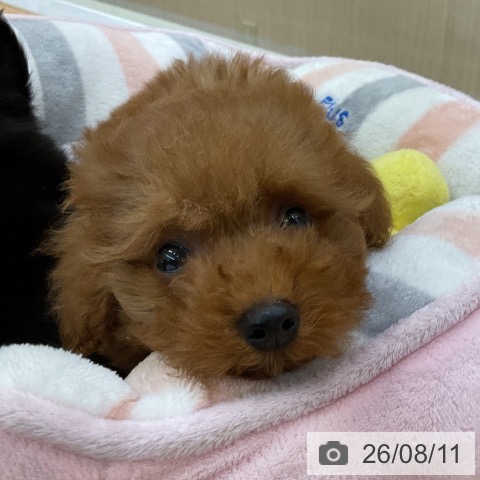 福岡県のトイプードル(トイ) (ペットプラス 福岡店/2026年6月9日生まれ/男の子/レッド)の子犬の3枚目の画像