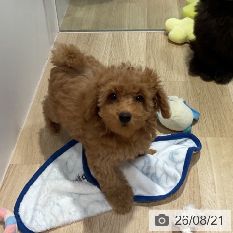 福岡県のトイプードル(トイ) (ペットプラス 小倉南店/2026年6月9日生まれ/女の子/レッド)の子犬の4枚目の画像