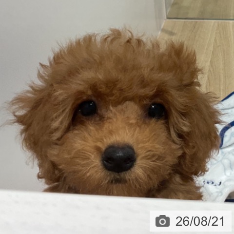 福岡県のトイプードル(トイ) (ペットプラス 小倉南店/2026年6月9日生まれ/女の子/レッド)の子犬の3枚目の画像