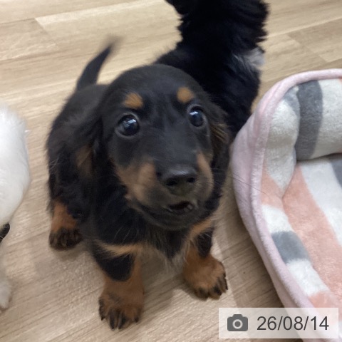 ミニチュア・ダックスフンドの写真