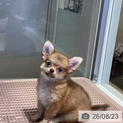 鹿児島県のチワワ(ロング) (ペットプラス 姶良店/2026年6月9日生まれ/男の子/チョコレートフォーン)の子犬の4枚目の画像