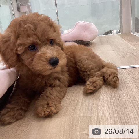 福岡県のトイプードル(トイ) (ペットプラス 八幡東店/2026年6月11日生まれ/男の子/レッド)の子犬の4枚目の画像