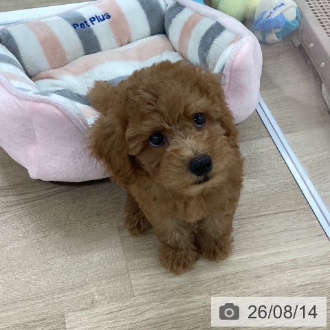 福岡県のトイプードル(トイ) (ペットプラス 八幡東店/2026年6月11日生まれ/男の子/レッド)の子犬の3枚目の画像
