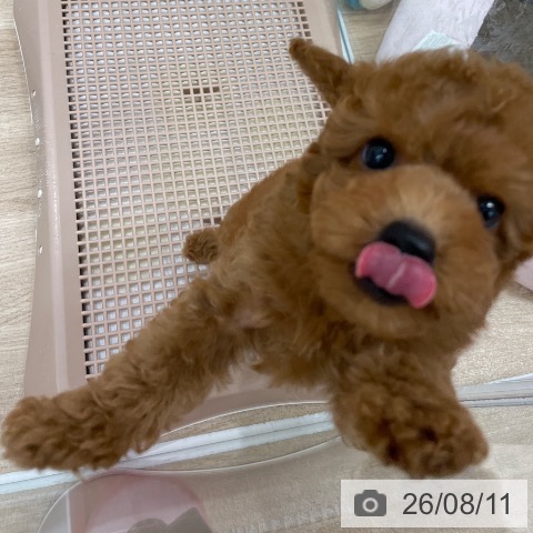 トイ・プードルの写真