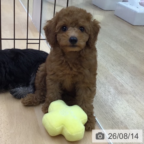 福岡県のトイプードル(トイ) (ペットプラス 福岡店/2026年6月11日生まれ/女の子/レッド)の子犬の4枚目の画像