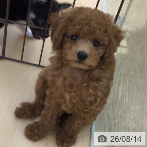 福岡県のトイプードル(トイ) (ペットプラス 福岡店/2026年6月11日生まれ/女の子/レッド)の子犬の3枚目の画像