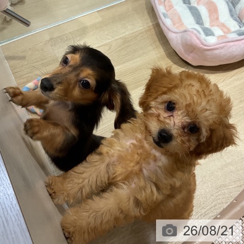 福岡県のトイプードル(トイ) (ペットプラス 小倉南店/2026年6月11日生まれ/女の子/アプリコット)の子犬の4枚目の画像