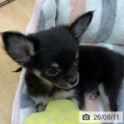 福岡県のチワワ(ロング) (ペットプラス 福岡店/2026年6月3日生まれ/男の子/ブラックタンホワイト)の子犬の4枚目の画像
