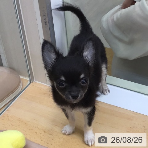 福岡県のチワワ(ロング) (ペットプラス 福岡店/2026年6月3日生まれ/男の子/ブラックタンホワイト)の子犬の3枚目の画像