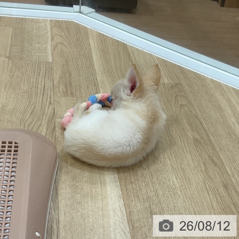 福岡県のチワワ(ロング) (ペットプラス 香椎浜店/2026年6月3日生まれ/男の子/クリームホワイト)の子犬の3枚目の画像