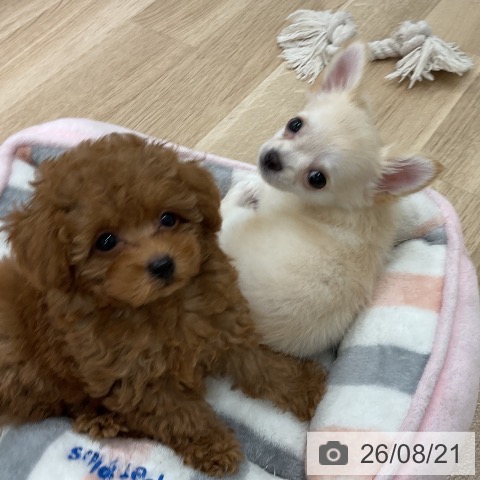 チワワの写真
