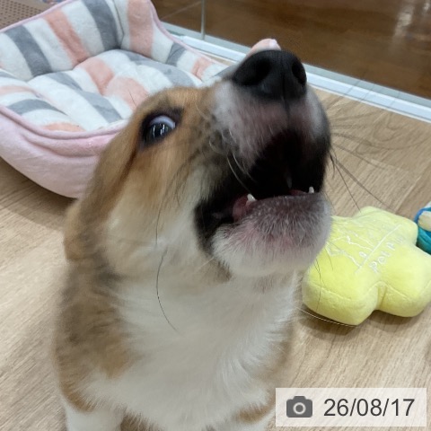 福岡県のウェルシュコーギーペンブローク (ペットプラス 八幡東店/2026年6月11日生まれ/男の子/レッドホワイト)の子犬の3枚目の画像
