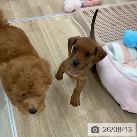 福岡県のカニンヘンダックスフンド(ロング) (ペットプラス 八幡東店/2026年6月9日生まれ/男の子/レッド)の子犬の3枚目の画像