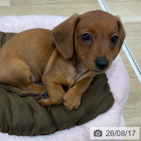 カニーンヘン・ダックスフンドの写真