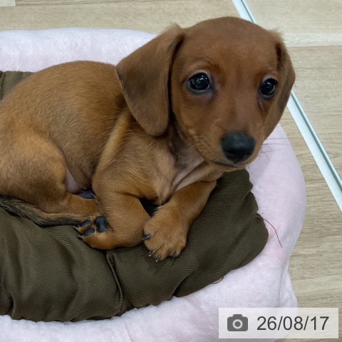 カニーンヘン・ダックスフンドの写真