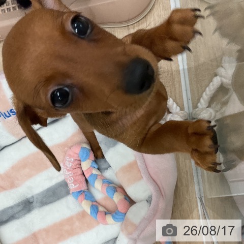 カニーンヘン・ダックスフンドの写真