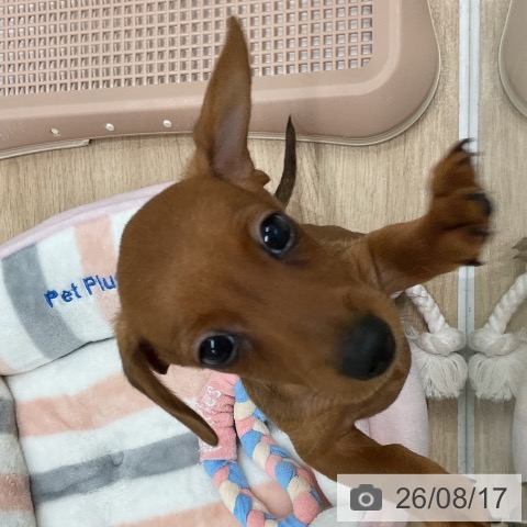 カニーンヘン・ダックスフンドの写真