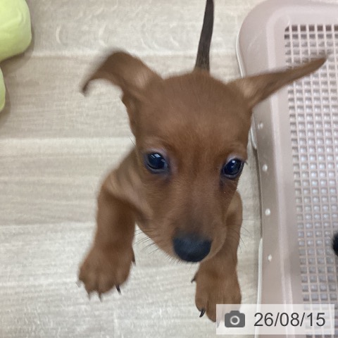 カニーンヘン・ダックスフンドの写真