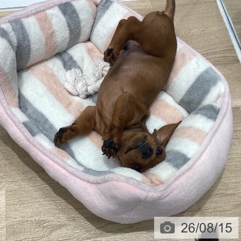カニーンヘン・ダックスフンドの写真