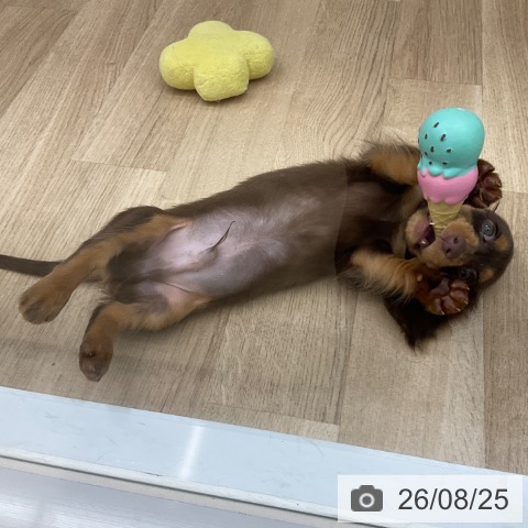 福岡県のカニンヘンダックスフンド(ロング) (ペットプラス 春日店/2026年6月12日生まれ/男の子/チョコレートタン)の子犬の4枚目の画像