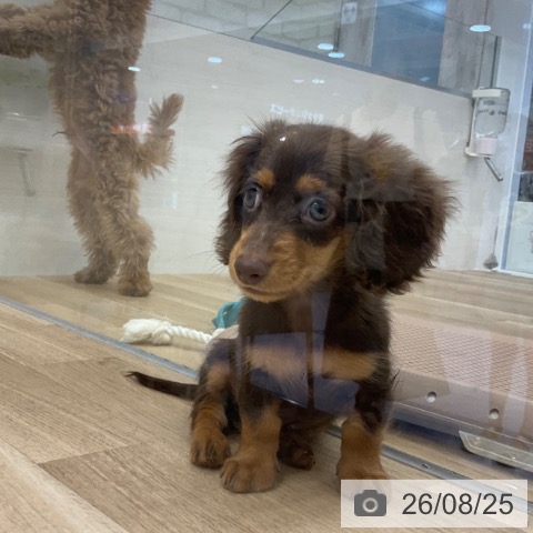 福岡県のカニンヘンダックスフンド(ロング) (ペットプラス 春日店/2026年6月12日生まれ/男の子/チョコレートタン)の子犬の3枚目の画像