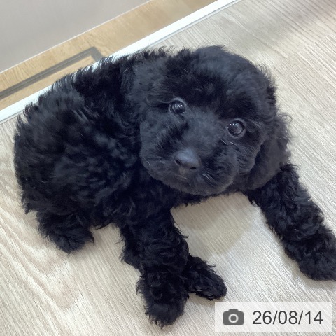 沖縄県のトイプードル(トイ) (ペットプラス 沖縄ライカム店/2026年6月11日生まれ/男の子/ブラック)の子犬の4枚目の画像