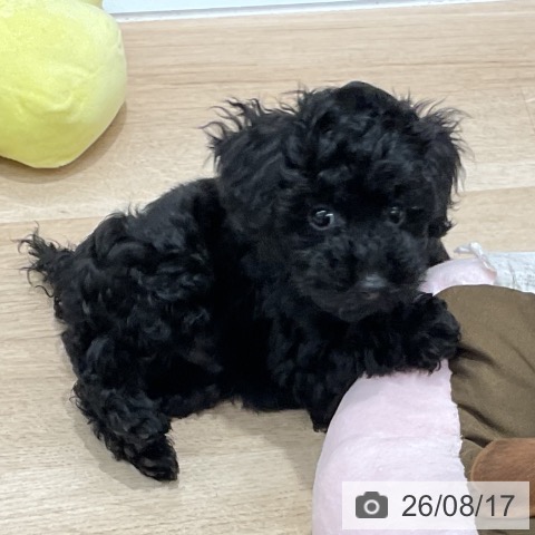 福岡県のトイプードル(トイ) (ペットプラス 八幡東店/2026年6月11日生まれ/男の子/ブラック)の子犬の3枚目の画像