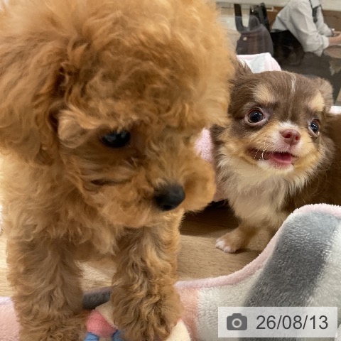 トイ・プードルの写真