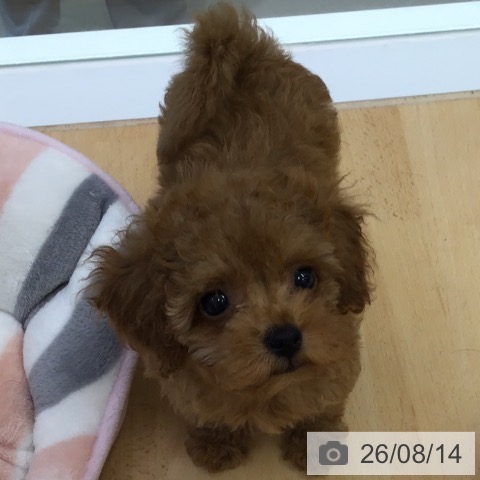 福岡県のトイプードル(トイ) (ペットプラス 福岡店/2026年6月11日生まれ/女の子/アプリコット)の子犬の4枚目の画像