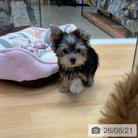 福岡県のヨークシャーテリア (ペットプラス 福岡店/2026年6月6日生まれ/男の子/スチールブルータン)の子犬の4枚目の画像