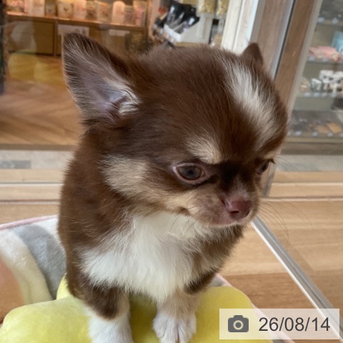 福岡県のチワワ(ロング) (ペットプラス ららぽーと福岡店/2026年6月8日生まれ/男の子/チョコレートタンホワイト)の子犬の3枚目の画像
