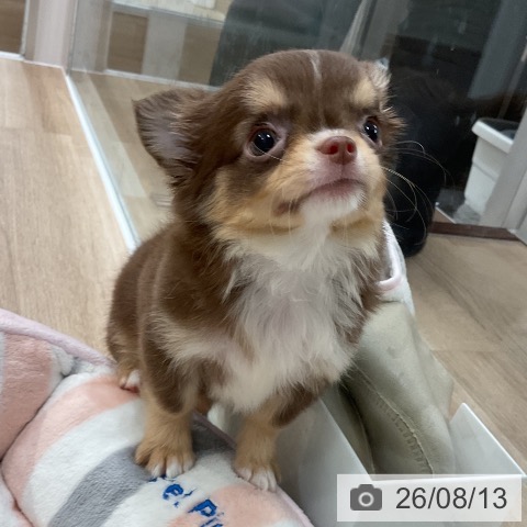 チワワの写真