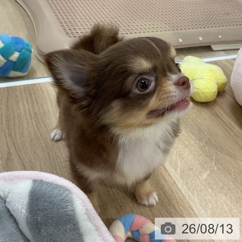 チワワの写真