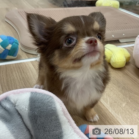 チワワの写真