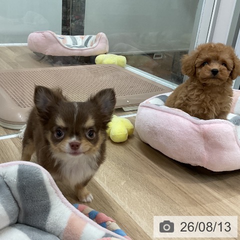 チワワの写真
