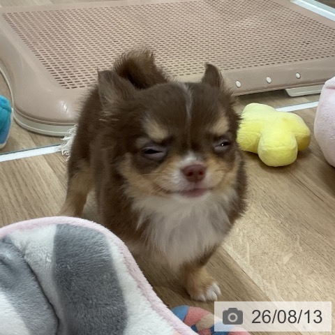 チワワの写真