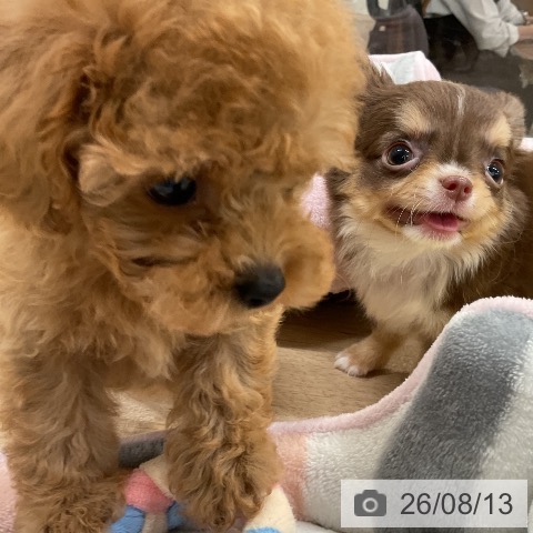 チワワの写真