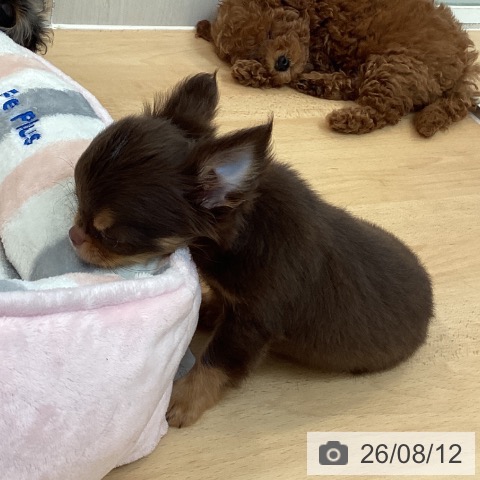 福岡県のチワワ(ロング) (ペットプラス 福岡伊都店/2026年6月6日生まれ/男の子/チョコレートタン)の子犬の4枚目の画像