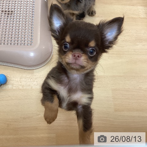 福岡県のチワワ(ロング) (ペットプラス 福岡伊都店/2026年6月6日生まれ/男の子/チョコレートタン)の子犬の3枚目の画像