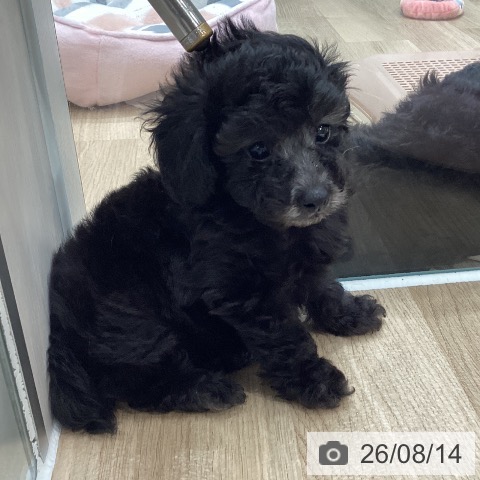 福岡県のトイプードル(トイ) (ペットプラス 八幡東店/2026年6月12日生まれ/女の子/シルバー)の子犬の4枚目の画像