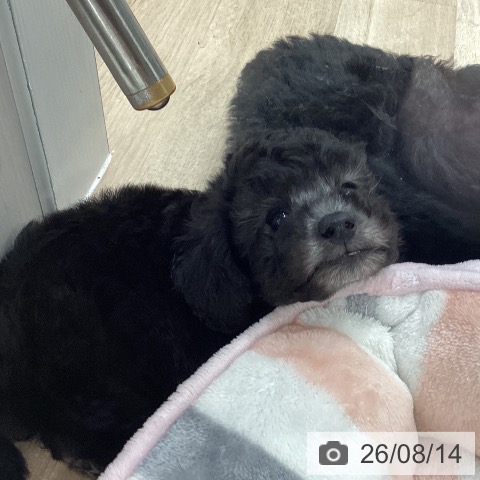 福岡県のトイプードル(トイ) (ペットプラス 八幡東店/2026年6月12日生まれ/女の子/シルバー)の子犬の3枚目の画像