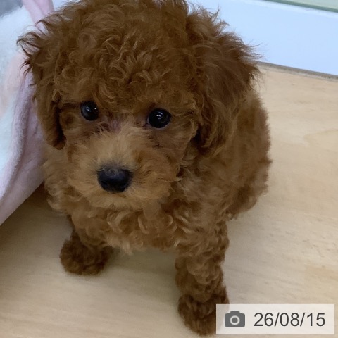 福岡県のトイプードル(トイ) (ペットプラス 福岡店/2026年6月13日生まれ/男の子/レッド)の子犬の3枚目の画像