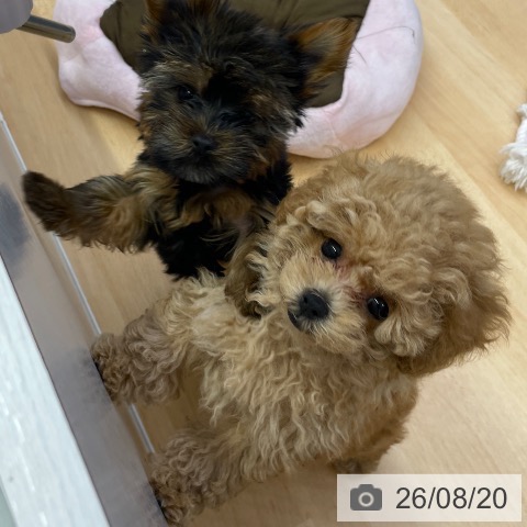 福岡県のトイプードル(トイ) (ペットプラス MARK IS 福岡ももち店/2026年6月13日生まれ/女の子/アプリコット)の子犬の4枚目の画像