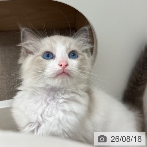 ラグドールの写真